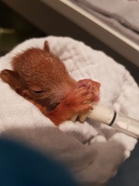 Eichhörnchen bei der Fütterung - Wildtierhilfe Schäfer 