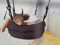 Eichhörnchen beim chillen - Wildtierhilfe Schäfer 