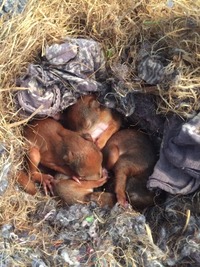 Eichhörnchen im Kobel - Wildtierhilfe Schäfer 