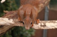 Eichhörnchen vor der Auswilderung - Wildtierhilfe Schäfer 
