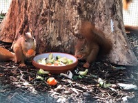 Eichhörnchen beim fressen - Wildtierhilfe Schäfer 
