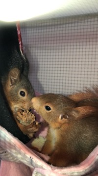 Eichhörnchen beim Futterklau - Wildtierhilfe Schäfer 