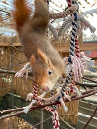 Eichhörnchen beim spielen - Wildtierhilfe Schäfer 
