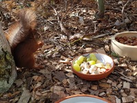Eichhörnchen kurz vor der Auswilderung - Wildtierhilfe Schäfer 