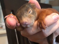 Eichhörnchen nach der Fütterung - Wildtierhilfe Schäfer 