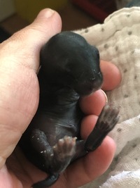 Wildkaninchen lag vor der Haustür - Wildtierhilfe Schäfer 