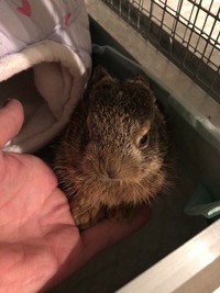 Feldhase bei Ankunft in der Station - Wildtierhilfe Schäfer 