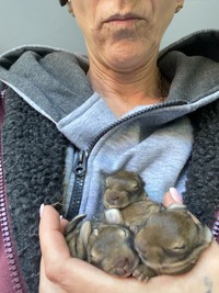 Wildkaninchen bei der Ankunft - Wildtierhilfe Schäfer 