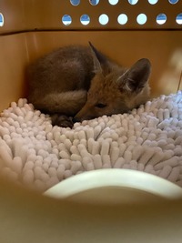 Fuchs nach der Untersuchung - Wildtierhilfe Schäfer 