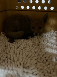 Fuchs zur Kontrolle in der Station - Wildtierhilfe Schäfer 