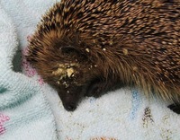 Fliegeneierbefall bei einem Igel - Wildtierhilfe Schäfer 