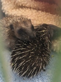 Igel beim kuscheln - Wildtierhilfe Schäfer 