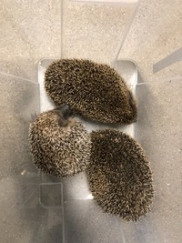 Igel beim umsetzen - Wildtierhilfe Schäfer 