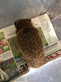 Igel ausgehungert - Wildtierhilfe Schäfer 