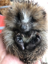 Zu kleiner Igel - Wildtierhilfe Schäfer 