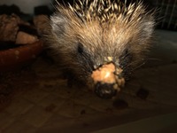 Igel nach dem essen - Wildtierhilfe Schäfer 