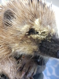 Igel mit Fliegeneier befall - Wildtierhilfe Schäfer 