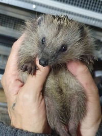 Igel während der Aufzucht - Wildtierhilfe Schäfer 