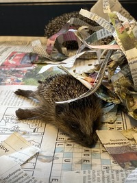 Igel im Fresskoma - Wildtierhilfe Schäfer 