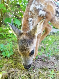 Rehkitz auf Entdeckungstour - Wildtierhilfe Schäfer 