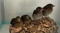 Juvenile Amseln - Wildtierhilfe Schäfer 