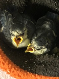 Blaumeisen - Wildtierhilfe Schäfer 