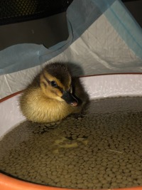 Stockente beim essen - Wildtierhilfe Schäfer 