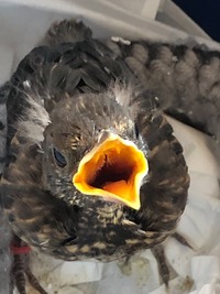 Amsel beim betteln - Wildtierhilfe Schäfer 