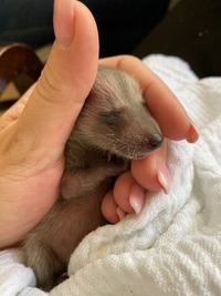 Waschbär Augen noch zu - Wildtierhilfe Schäfer 