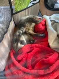 Waschbär nach dem fressen - Wildtierhilfe Schäfer 