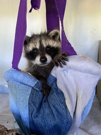 Waschbär in seiner Kuschelhöhle - Wildtierhilfe Schäfer 