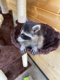 Waschbär auf Entdeckungsreise - Wildtierhilfe Schäfer 