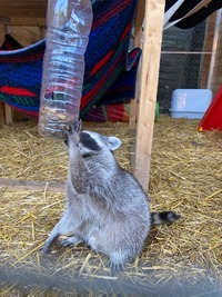 Waschbär mit seiner Leckerli Flasche - Wildtierhilfe Schäfer 