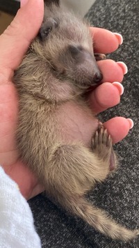 Waschbaer 2,5 Wochen alt - Wildtierhilfe Schäfer 