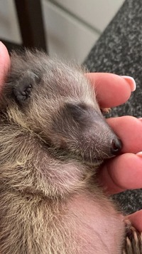 satter Waschbär - Wildtierhilfe Schäfer 