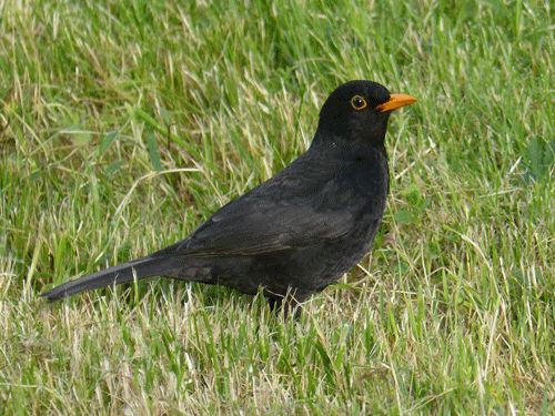 Amsel