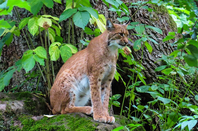 Luchs