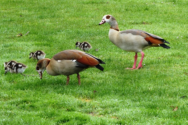 Nilgans