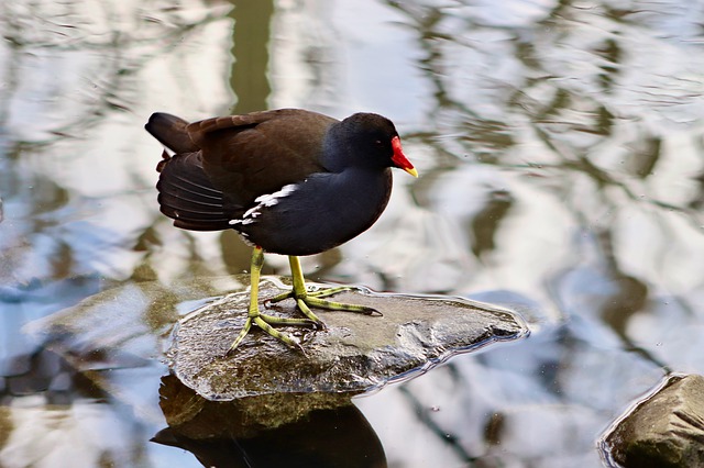 Teichhuhn