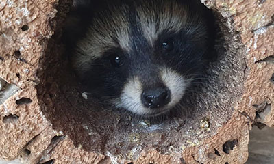 Waschbär gefunden - Waschbär - Erste Hilfe